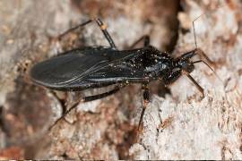 Para evitar el contacto con este insecto y reducir el riesgo de contraer Chagas, se recomienda lo siguiente.