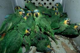 La Semarnat reportó decomisos y liberaciones de ejemplares como parte de las acciones contra el tráfico ilegal de flora y fauna.