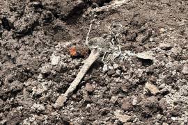 La activista y líder del colectivo Madres Buscadoras de Sonora, Ceci Flores, reportó la presencia de presuntos restos óseos humanos en un inmueble en construcción en la colonia Guerrero en la Ciudad de México.