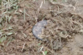 Una persona murió tras presuntamente activar un artefacto explosivo en un rancho de Doctor Coss; peritos analizan la escena