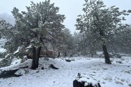 Se mantendrán condiciones para la caída de nieve o aguanieve en las sierras de Sonora, Chihuahua, Sinaloa (norte) y Durango