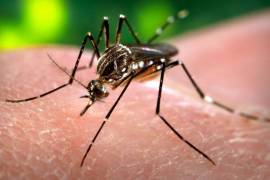 El dengue es una enfermedad transmitida por la picadura de mosquitos.