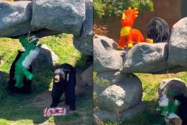 Los osos Camila y Capi disfrutan de la piñata y la tarta de frutas durante su cumpleaños, mientras los visitantes observan su comportamiento estimulado por la celebración.