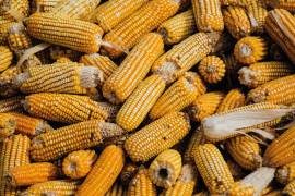 Legisladores estadounidenses piden que haya una disputa formal de inmediato contra México por el caso del maíz transgénico