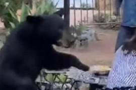 El oso sorprendió a una pareja que estaba comiendo en el restaurante del Hotel de Chipinque y golpeó a la mujer