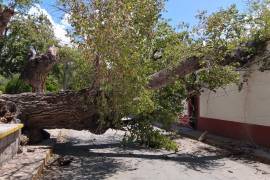 El histórico árbol bloqueo la vía principal tras desplomarse inesperadamente.