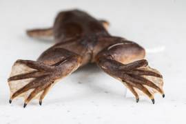 Alertan en Florida de una rana invasora que pone en riesgo el ecosistema