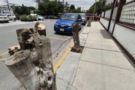 Los árboles de tipo trueno fueron retirados de una jardinera donde durante años brindaron sombra a vecinos y peatones de la colonia República.