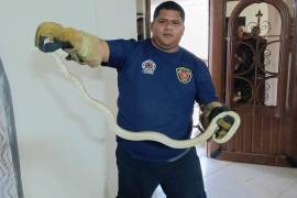 Personal de Protección Civil y Bomberos realiza la captura y reubicación de víboras y otras especies ponzoñosas encontradas en viviendas y centros de trabajo.
