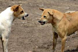 Los perros ferales representan un riesgo para la población y para los propios animales.