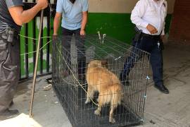 Con el nuevo reglamento desaparece el Centro de Control Canino para dar paso al Centro de Bienestar de los Seres Sintientes.