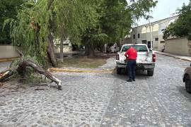 Autoridades iniciaron revisiones en la acequia de Arteaga tras la caída de un álamo centenario.