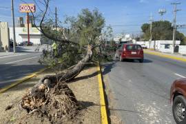 Un carril de circulación fue bloqueado tras la caída del árbol en Jesús Valdés Sánchez.