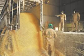 La urgencia se intensifica al considerar los volúmenes de grano de ciclos anteriores que los productores aún no logran colocar en el mercado. FOTO: