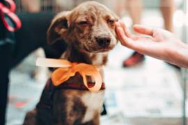 Perros en jaulas esperan un nuevo hogar en la Unidad de Protección y Trato Digno.