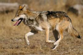 El lobo mexicano enfrenta un nuevo escenario de incertidumbre luego de que Donald Trump ordenara revisar su protección en Estados Unidos.