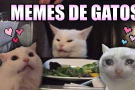 Memes de gatitos inundan las redes sociales, previo al Día Internacional del Gato.