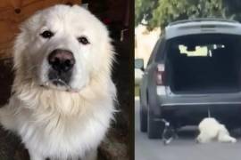 Especialista afirma que la violencia contra los animales no implica necesariamente un trastorno mental.