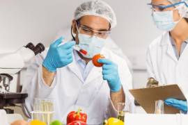 El Doctorado en Ciencia y Tecnología de Alimentos, se impartirá de agosto de 2025 a julio de 2028.