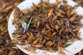 El taller “Sabores innovadores: ciencia y gastronomía con insectos”, busca romper paradigmas sobre el uso de insectos comestibles en la gastronomía mexicana.