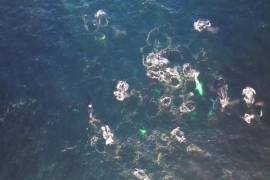 Video muestra por primera vez a ballenas creando burbujas para cazar en Australia