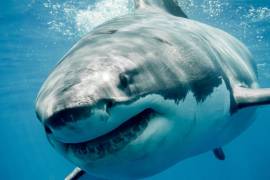 Fue en Sonora, a finales de diciembre del año pasado, cuando fue reportada la muerte de Víctor Alejandro, pescador atacado por un tiburón.