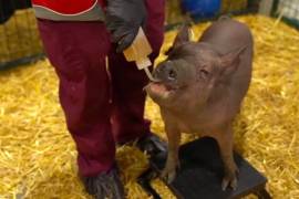Elon Musk presenta cerdo con chip implantado en el organismo