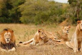 Cinco leones escapan del Parque Nacional Kruger en Sudáfrica