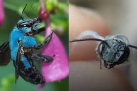 La extraña abeja azul metálico que se creía extinta y reapareció en Florida