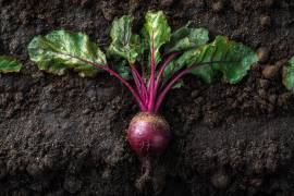 Lleno de antioxidantes y vitaminas, el betabel es perfecto para mejorar la circulación sanguínea.