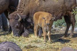 El nuevo bisonte del Museo del Desierto cumple 12 años de nacido.