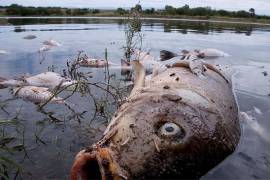 Constata Profepa la muerte de peces en el Río La Silla