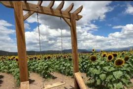 La Huerta de Girasoles en el municipio de Arteaga ya se ha convertido en una parada obligada para visitantes.