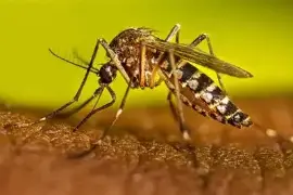 La Jurisdicción Sanitaria Uno mantiene vigilancia epidemiológica ante posibles casos de dengue en la región.