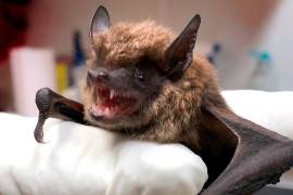 En Estados Unidos, los murciélagos son la causa principal de muertes por rabia en seres humanos.