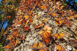Durante el invierno 2023-2024 solo 0.9 hectáreas (ha) fueron ocupadas por las mariposas Monarca