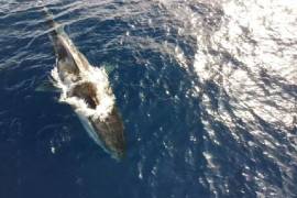 Avistan a ballena de 20 metros que vaga sin cola y desnutrida por la costa italiana