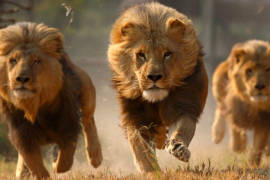 Cazadores terminaron devorados por una manada de leones