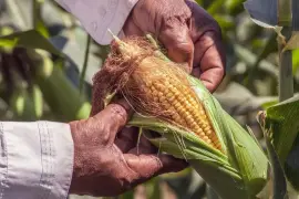 El campo mexicano atraviesa una crisis que no es producto del azar, advirtió el emecista.