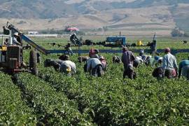 Los precios de las actividades agropecuarias descendieron 3.18% a tasa mensual, con el jitomate, que cayó 43%, siendo el producto la contribución más significativa a la baja.