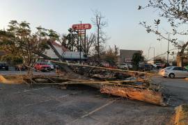La Dirección de Medio Ambiente dijo que las acciones forman parte de un plan de mantenimiento de la plaza.