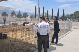 Tras la inspección, las autoridades determinaron la clausura total del establecimiento, quedando el sitio bajo resguardo oficial mientras continúan las investigaciones.