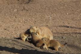 Nuevas crías de perritos de la pradera nacieron en el Museo del Desierto como parte de sus programas de conservación.