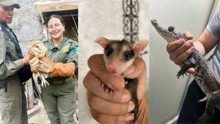 La capacitación fortalece la coordinación entre la Comisaría de Seguridad y Protección Ciudadana de Saltillo y autoridades estatales en materia ambiental.