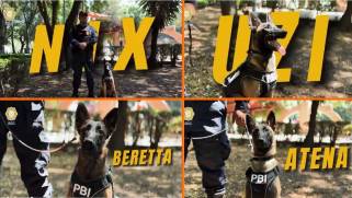 Uzi, Atena, Beretta y Nix, entrenados en detección de explosivos, se incorporarán a la Policía Bancaria e Industrial para reforzar operativos de seguridad en la Ciudad de México