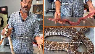 La chirrionera, el alicante y la serpiente ratonera son especies frecuentes en la región y, aunque pueden morder, no representan peligro médico para las personas, como sí lo es la cascabel diamantada.