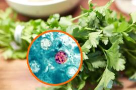 Scott Gottlieb, aseguró que el cilantro y el perejil provenientes del centro de México figuran entre los productos que podrían estar relacionados con los contagios.