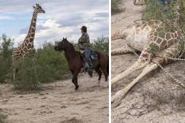 Momento en que el animal es sometido y presuntamente atado quedó registrado en grabaciones que rápidamente se viralizaron en distintas plataformas digitales.