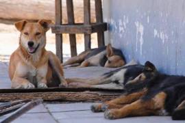 Operativos. La captura de perros y gatos callejeros suma miles de 2017 a la fecha, y de estos más del 93 por ciento es puesto a dormir.