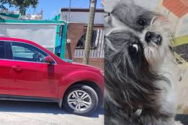 La familia de Bolita aumentó la recompensa y ahora ofrece una camioneta Equinox 2013 para recuperarla.